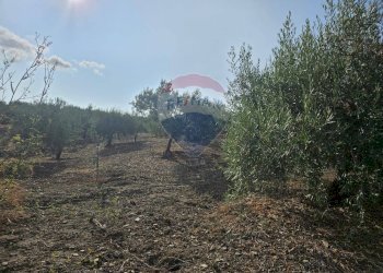 Giardino - Terreno agricolo Via G. Brodolini, Bronte - foto 18