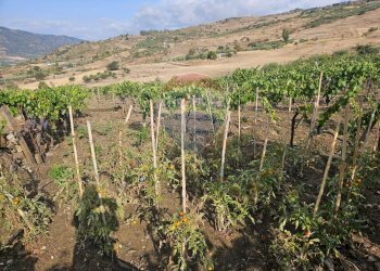 Vista delle montagne - Terreno agricolo Via G. Brodolini, Bronte - foto 20
