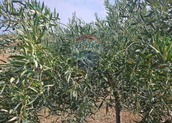 Giardino - Terreno agricolo Via G. Brodolini, Bronte - foto 23