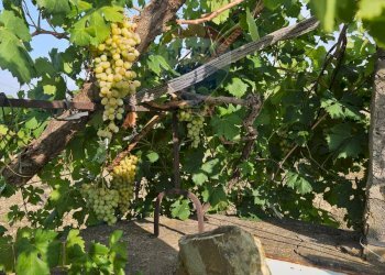 Giardino - Terreno agricolo Via G. Brodolini, Bronte - foto 24