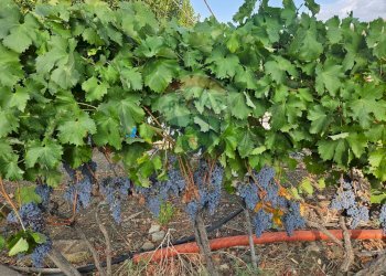 Giardino - Terreno agricolo Via G. Brodolini, Bronte - foto 26