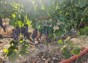 Giardino - Terreno agricolo Via G. Brodolini, Bronte - foto 28