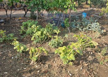 Giardino - Terreno agricolo Via G. Brodolini, Bronte - foto 29