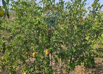 Giardino - Terreno agricolo Via G. Brodolini, Bronte - foto 33