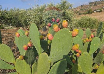 Non correlato - Terreno agricolo Via G. Brodolini, Bronte - foto 37