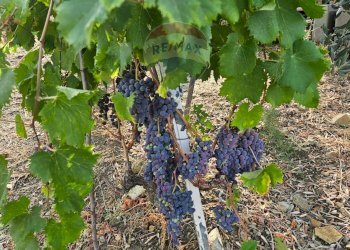 Giardino - Terreno agricolo Via G. Brodolini, Bronte - foto 41