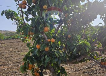 Giardino - Terreno agricolo Via G. Brodolini, Bronte - foto 43