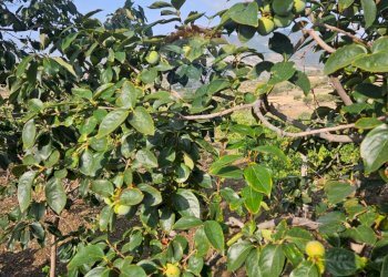 Giardino - Terreno agricolo Via G. Brodolini, Bronte - foto 46