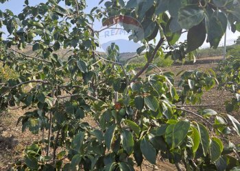 Giardino - Terreno agricolo Via G. Brodolini, Bronte - foto 47