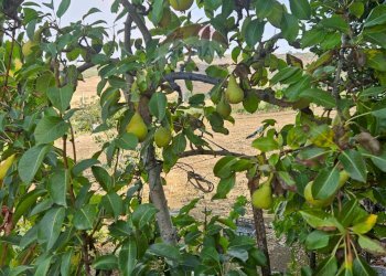 Giardino - Terreno agricolo Via G. Brodolini, Bronte - foto 48