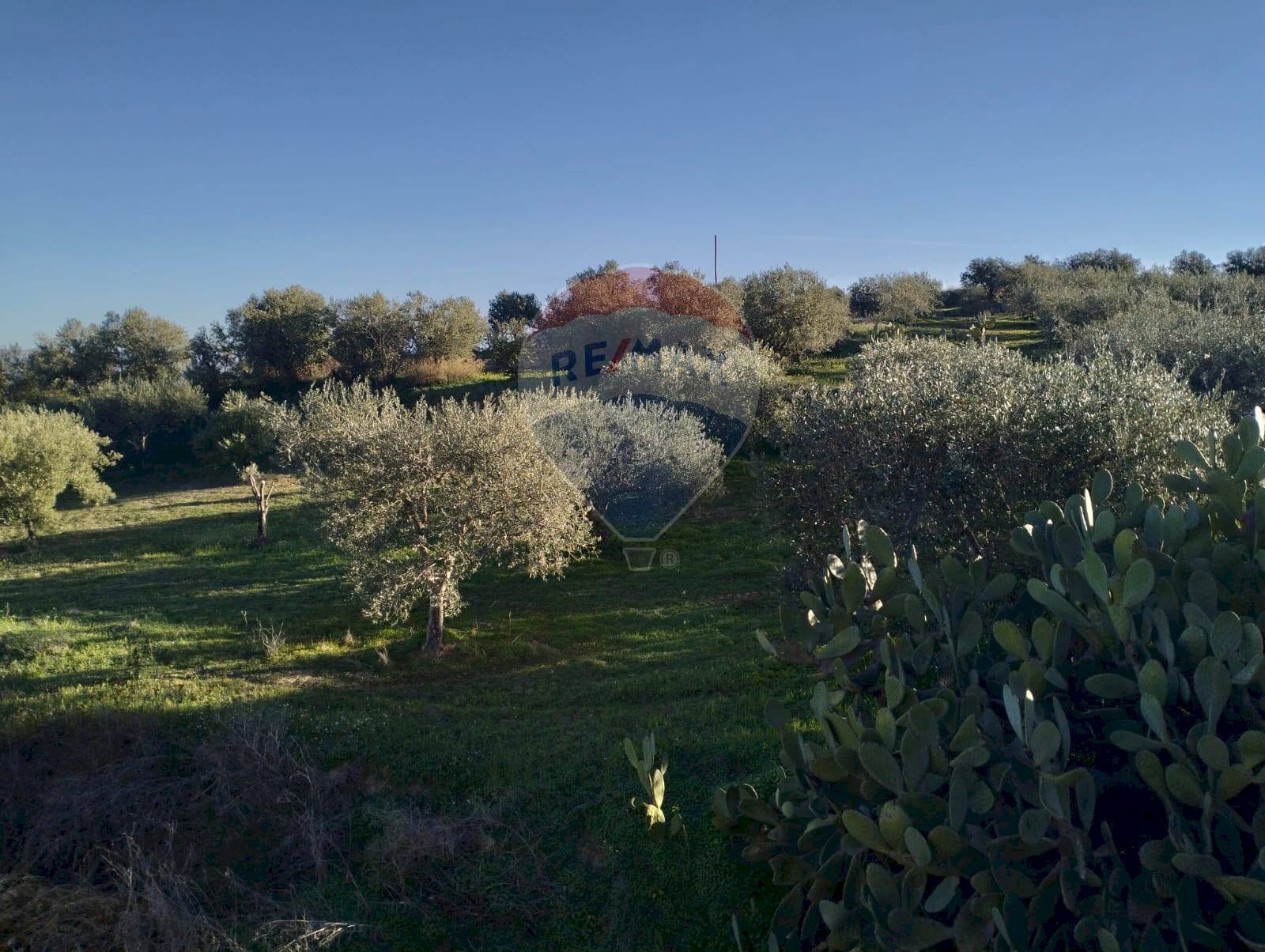 Foto 2 - Terreno agricolo Contrada Rifugio
 
snc, Caltagirone - foto 2