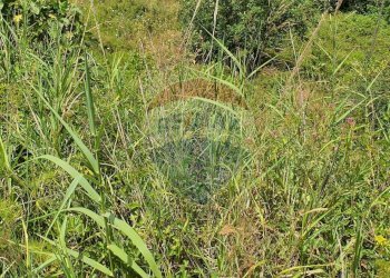 Giardino - Terreno agricolo contrada scorciagatto
 
snc, Castiglione di Sicilia - foto 9