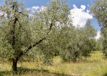 Foto 58 - Independent house Via Case Sparse
0, Ferentillo - photo 58