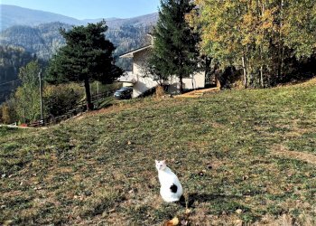 Foto 8 - Villa Pallareto
 
14, Murialdo - foto 8