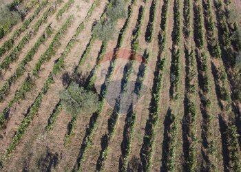 Posizione della mappa - Terreno agricolo Via Cerretana
 
164, Vinci - foto 7