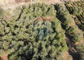 Posizione della mappa - Terreno agricolo Via Cerretana
 
164, Vinci - foto 16