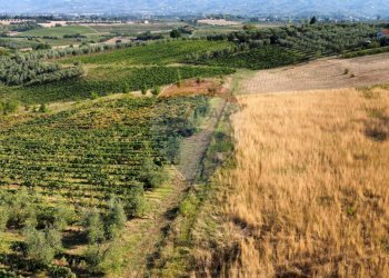 Vista delle montagne - Terreno agricolo Via Cerretana
 
164, Vinci - foto 22