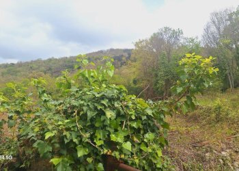 Magazzino Strada Provinciale di Fibbianello, Semproniano - foto 8
