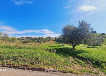 Terreno agricolo Podere Ai della Colonna, Roccalbegna - foto 3