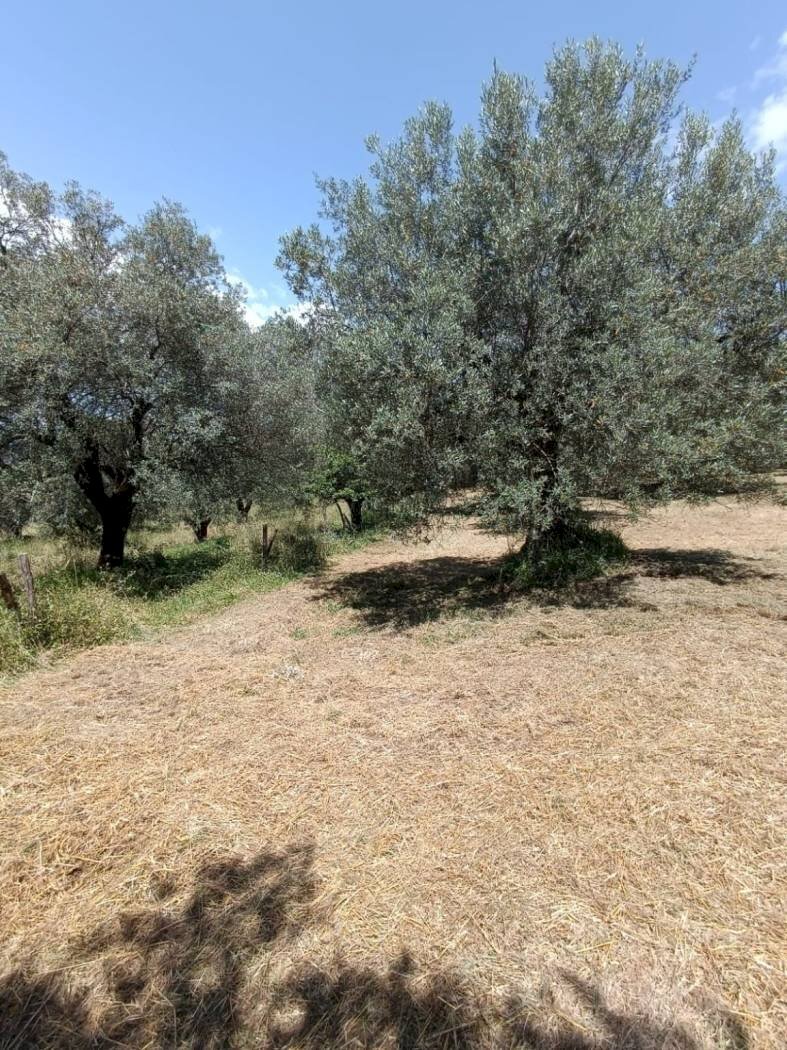 Terreno agricolo Strada Vicinale Saturnia Poggio Capanne, Manciano - foto 1
