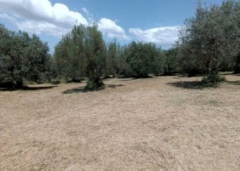 Terreno agricolo Strada Vicinale Saturnia Poggio Capanne, Manciano - foto 5