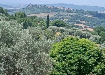 Terreno agricolo Strada Vicinale Saturnia Poggio Capanne, Manciano - foto 9