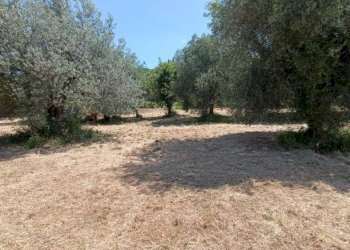 Terreno agricolo Strada Vicinale Saturnia Poggio Capanne, Manciano - foto 10