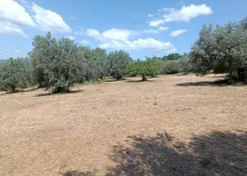 Terreno agricolo Strada Vicinale Saturnia Poggio Capanne, Manciano - foto 12
