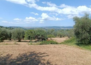 Terreno agricolo Strada Vicinale Saturnia Poggio Capanne, Manciano - foto 13