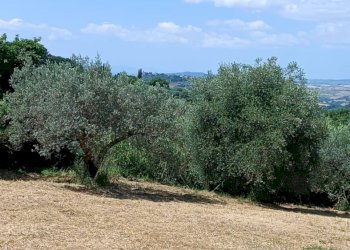 Terreno agricolo Strada Vicinale Saturnia Poggio Capanne, Manciano - foto 15