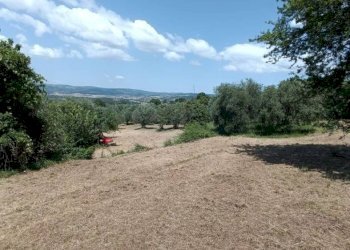 Terreno agricolo Strada Vicinale Saturnia Poggio Capanne, Manciano - foto 17