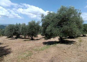 Terreno agricolo Strada Vicinale Saturnia Poggio Capanne, Manciano - foto 18