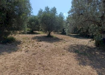 Terreno agricolo Strada Vicinale Saturnia Poggio Capanne, Manciano - foto 19