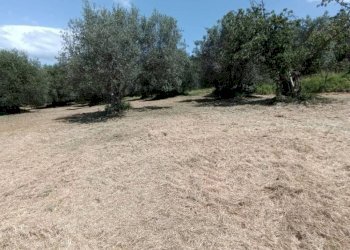Terreno agricolo Strada Vicinale Saturnia Poggio Capanne, Manciano - foto 20