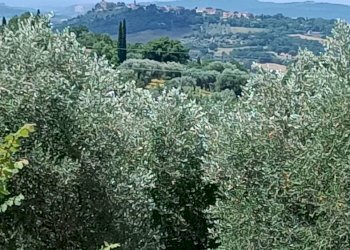 Terreno agricolo Strada Vicinale Saturnia Poggio Capanne, Manciano - foto 23