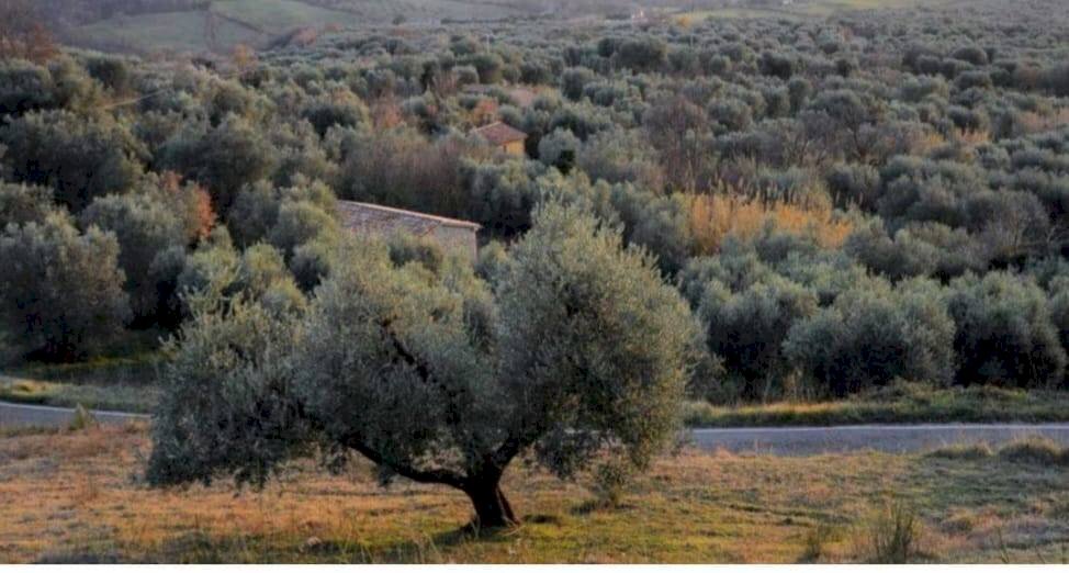 Casa indipendente Strada Provinciale di Fibbianello, Semproniano - foto 3