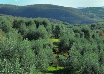 Casa indipendente Strada Provinciale di Fibbianello, Semproniano - foto 4