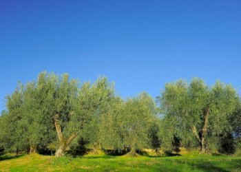 Casa indipendente Strada Provinciale di Fibbianello, Semproniano - foto 6