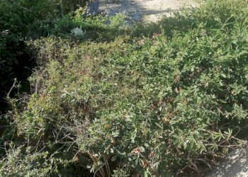 Monolocale Via Varese, 32, Castagneto Carducci - foto 4