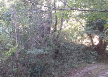 Terreno agricolo Strada Provinciale per Rocchette, Semproniano - foto 23