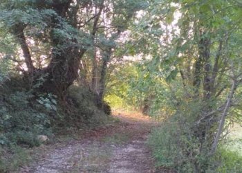 Terreno agricolo Strada Provinciale per Rocchette, Semproniano - foto 26