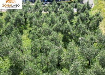 Foto 8 - Casa indipendente VIA PROVINCIALE, Sale Marasino - foto 8