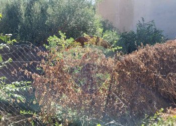 Giardino - Terreno edificabile Via Croazia
snc, Paterno - foto 1