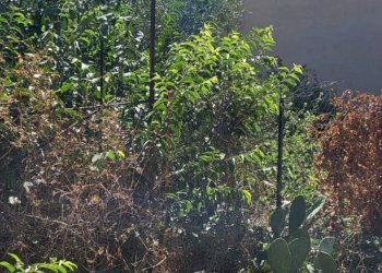 Giardino - Terreno edificabile Via Croazia
snc, Paterno - foto 5