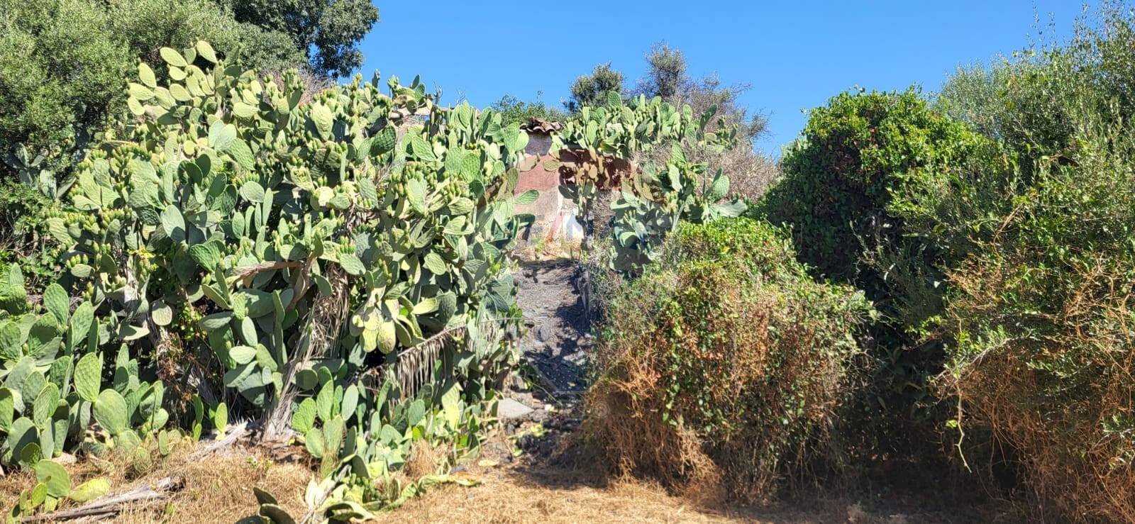 Giardino - Terreno edificabile Strada Statale 121 (SS.121)
 
snc, Paterno - foto 1