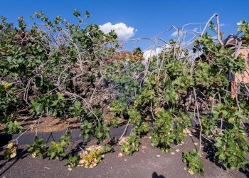 Giardino - Villa Contrada Grottitti
 
snc, Bronte - foto 42