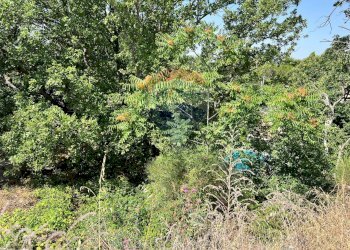 Giardino - Terreno agricolo Contrada Rocca dell'Estensione
 
snc, Ragalna - foto 6