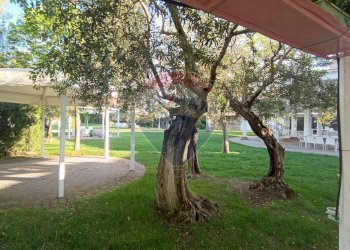 Giardino - Casa indipendente Contrada Carpine
 
SNC, Bovino - foto 59