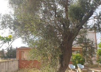 Foto 13 - Villa Contrada Palmieri
 
snc, San Nicandro Garganico - foto 13