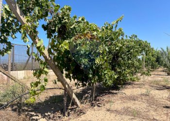 Giardino - Terreno edificabile Via Veneto, Vittoria - foto 11